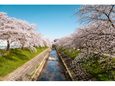 【ノボテル奈良】“泊まれる桜スポット”誕生。館内全体を彩る春限定演出スタート