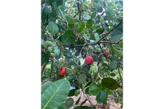 グローバルサウス未来志向型共創事業費補助金（小規模実証・FS事業）に採択～ベトナムで農業残渣を用いたバイオエタノール用糖の製造調査事業開始～