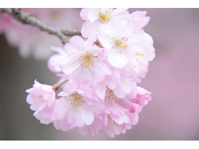 1kmに1,500本と京都丹波随一の規模！桜のトンネルが織りなす昼夜の絶景も！京都府亀岡市で3月28日から「2026亀岡さくらウィーク」を開催