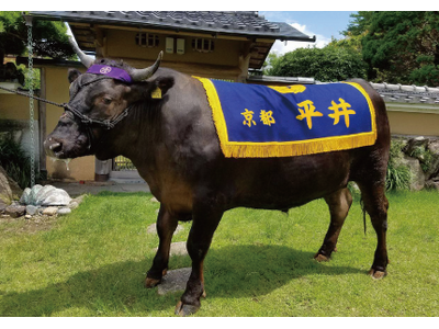 1,000人分の焼肉ができる!? 京都府亀岡市のふるさと納税返礼品で最高賞受賞のブランド和牛を1頭まるごと提供。