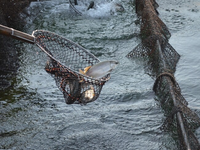 Smolt、地球温暖化に対応する高温耐性サーモンの品種開発を加速。事業連携パートナーを募集開始。