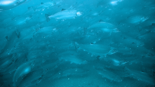 Smoltの高温耐性サーモン種苗（サクラマス）、2024年度の導入先が10社を突破