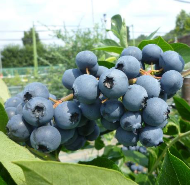東京都が開発した暑さに強いブルーベリー　2品種の愛称を募集！