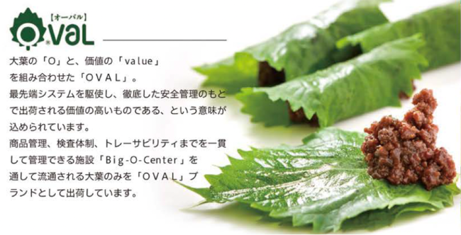 再評価される国産大葉