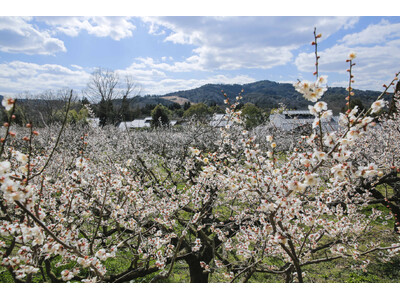 約700本の梅が咲き誇る！近江の里山で春の訪れを満喫「花の宴 梅まつり2026」開催
