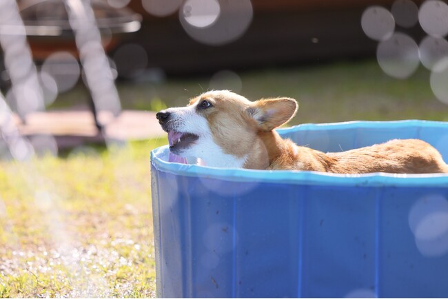 【最大30%OFF】夏の愛犬旅行に！全室「愛犬専用ミニプール」新登場。全棟ドッグラン＆サウナ付きの「ドッグヴィラ広島」が『早割キャンペーン』を販売開始