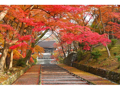 【京都・紅葉期間限定特別OPEN】毘沙門堂 × BAIKAL Cafe歴史ある寺院で楽しむ、紅葉と洋菓子の特別なコラボレーション