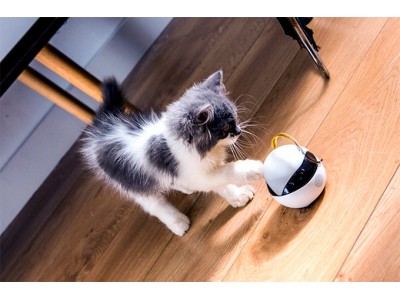 全米で大ヒット！可愛い猫のお友達、猫用スマートロボ「Ebo（イーボ）」をmakuakeで先行発売！！