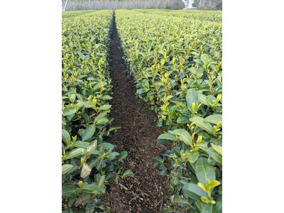 日本一早い露地もの新茶のお茶摘み体験