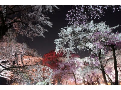 京都府立植物園 春の桜イベントいよいよ開催！桜ライトアップは3月25日（日）から