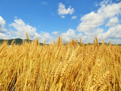 京小麦の収穫祭2020　令和2年1月20（月）から10週にわたって開催！