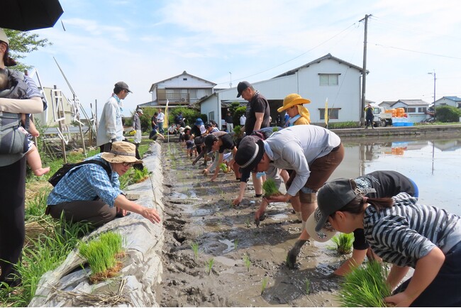 【佐賀市】親子で挑戦！「シギの恩返し米」田植え体験を東よか干潟近くで開催