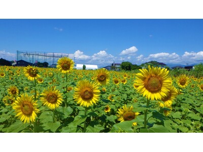【佐賀市】25万本を超えるひまわりが佐賀市・ひょうたん島公園を彩る