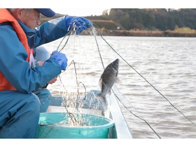 "湖で獲れたフナ"がおいしい!?福井県あわら市北潟湖の寒ブナ漁解禁!