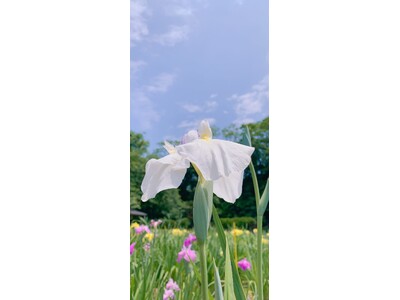 絶景！300種20万本の花菖蒲が咲き誇る、湖畔の花の祭典
