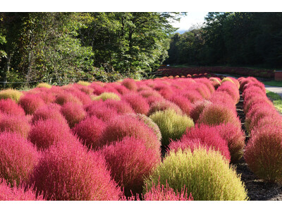 たんばらコキアガーデン コキア 1 万株の紅葉が見ごろ