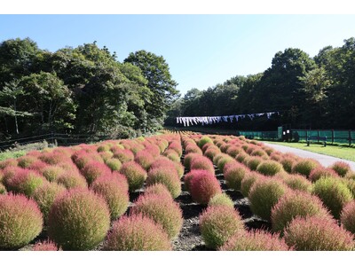 たんばらコキアガーデン 紅葉進むコキア 1 万株が見ごろ
