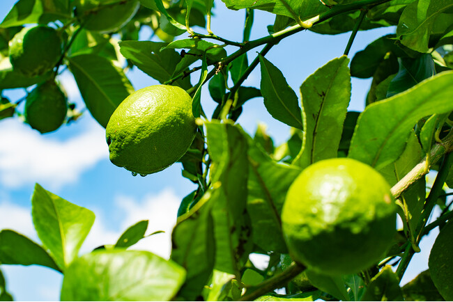 瀬戸内・上島町の島時間を日本橋で体験！「上島町フェア」11/17～11/30開催