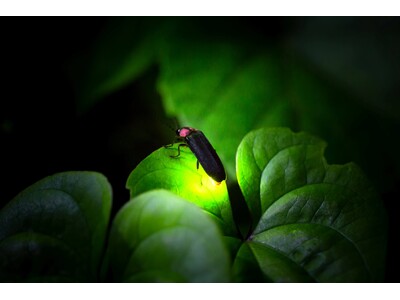 ホタルが描く幻想の景色へ誘う「ホタル観賞ナイトツアー」5月23日（土）より毎日開催！