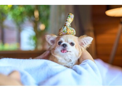 平日限定・インルームスパを無料でご案内！愛犬と泊まれる宿「Dear Wan Spa Garden」初春キャンペーン開催