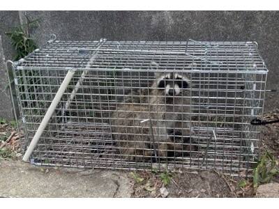 深刻化するアライグマ被害への対応策神戸市では市民と連携した「KOBEアライグマバスターズ」が始動！