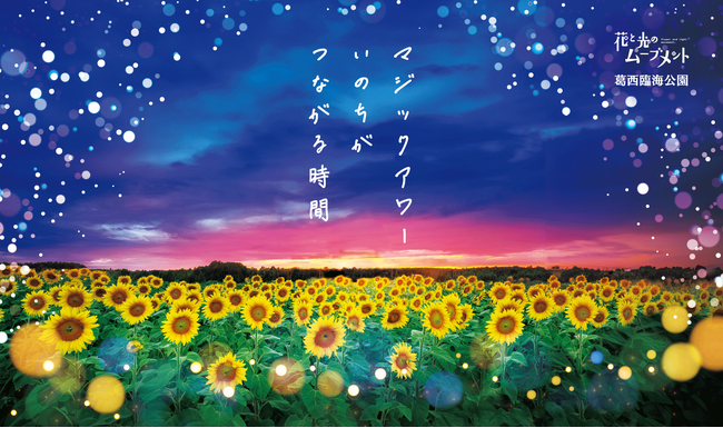 花びらのような6つの淵カットの美しい深大鉢、薄茶色にゴールド色の植物絵 花と光のムーブメント』葛西臨海公園 マジックアワー いのちがつながる