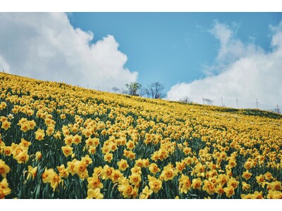 【びわ湖バレイ】2026グリーシーズン営業開始！関西最大級30万球のスイセンが今年も開花