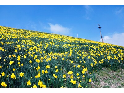 【びわ湖バレイ】今が見頃！　関西最大級30万球が咲き誇るスイセンの丘びわ湖テラスだけじゃない、びわ湖バレ...