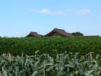三重県明和町で麻栽培が軌道に乗り、豊作に。