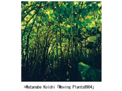 Moving Plants　渡邊 耕一展　開催のお知らせ