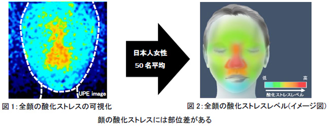 資生堂、バイオフォトン測定により顔の酸化ストレスの部位差を発見　―　酸化ストレスレベルは加齢・シワと密接に関係　―