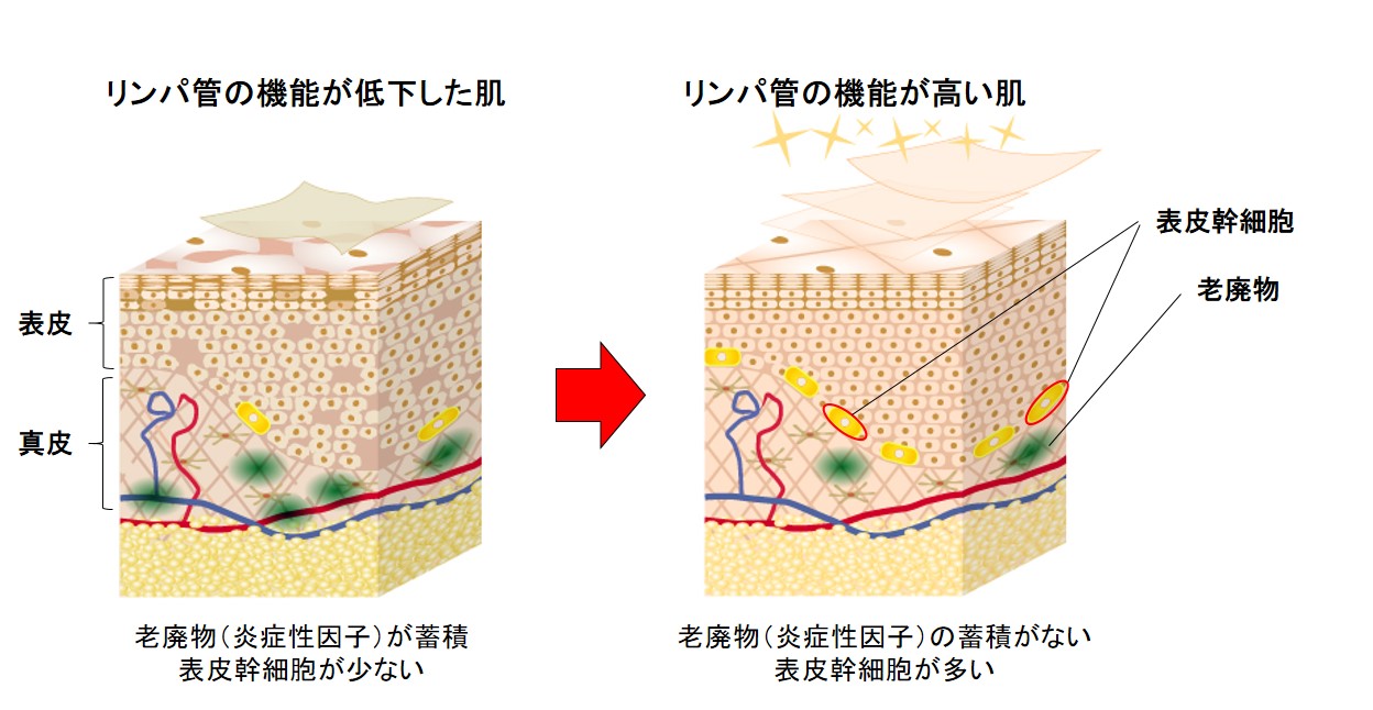 資生堂、加齢で増える炎症性因子が表皮幹細胞にダメージを与えることを発見　～皮膚のリンパ管機能に着目した新たなスキンケアアプローチへ～