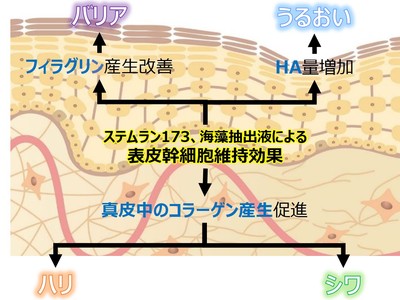 資生堂、表皮幹細胞の維持が真皮コラーゲン線維の再生に寄与することを確認―　”肌の若返り”に近づく有用成分に新たな効果を発見　―