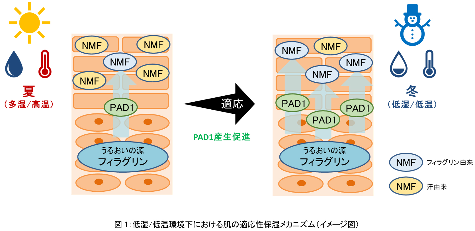 資生堂、乾燥環境に対する肌本来の適応メカニズムを解明　～環境と共生し、その恵みから美を生みだす技術第二弾～