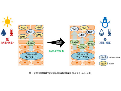 資生堂、乾燥環境に対する肌本来の適応メカニズムを解明　～環境と共生し、その恵みから美を生みだす技術第二弾～