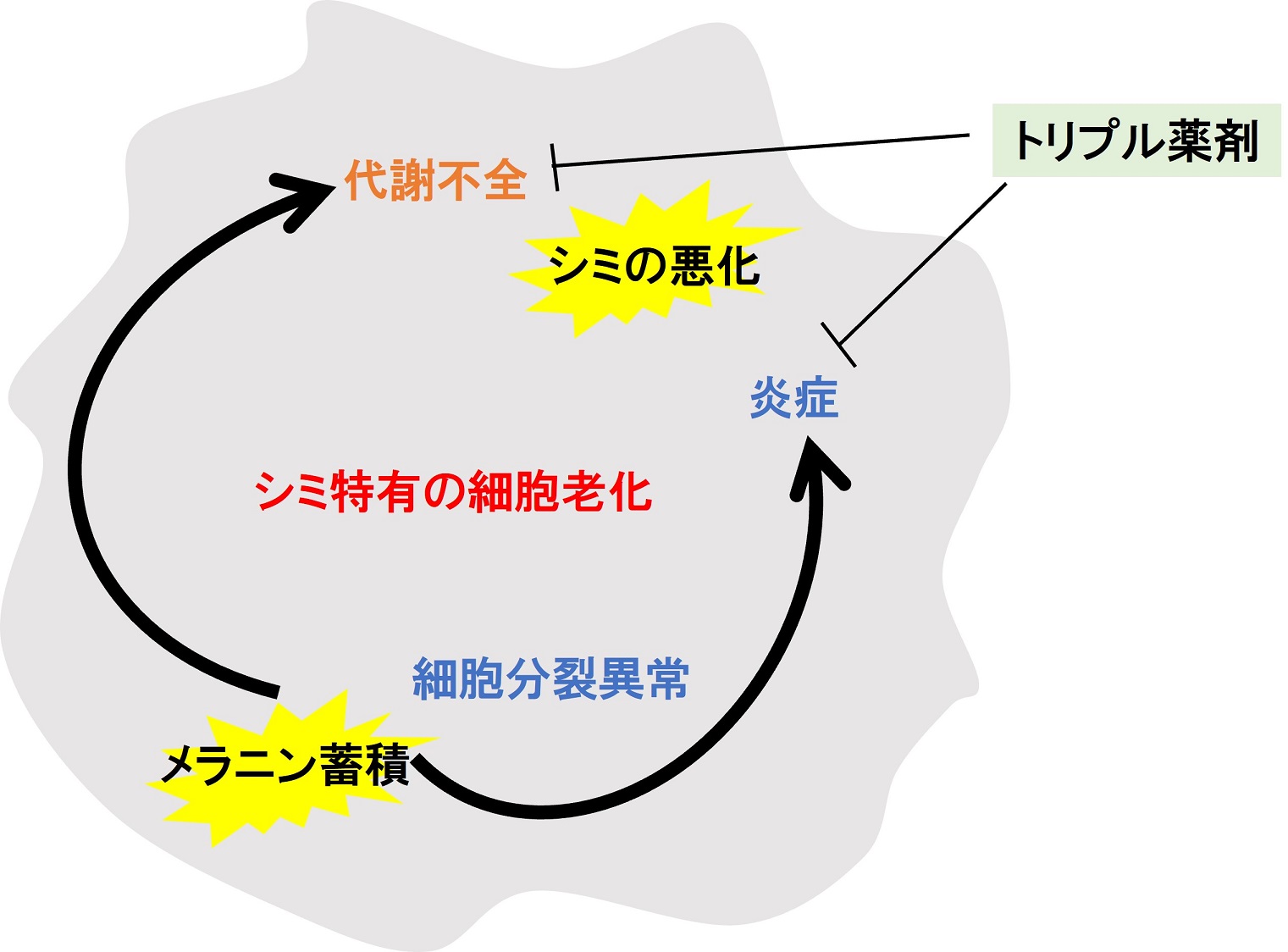 資生堂、世界初、光学リアルタイム解析法FLIMの応用で、シミがシミを呼ぶ特有の細胞老化現象を解明　～”シミの一生”に着目し、独自のトリプル薬剤を開発、2024年IFSCC最優秀賞受賞～