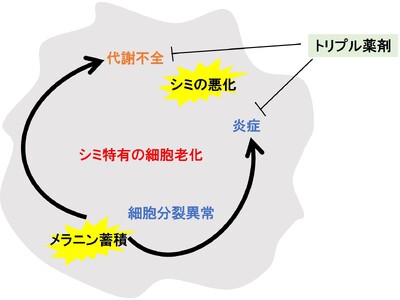 資生堂、世界初、光学リアルタイム解析法FLIMの応用で、シミがシミを呼ぶ特有の細胞老化現象を解明　～”シミの一生”に着目し、独自のトリプル薬剤を開発、2024年IFSCC最優秀賞受賞～