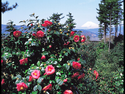 静岡県伊東市　小室山公園つばき園にて「つばき観賞会」を2/23～3/17に開催！