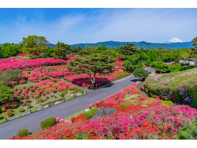 小室山公園つつじ観賞会