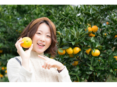 静岡県伊東市で温州みかんが食べ放題！「温州みかん狩り」を１月末まで開催中！