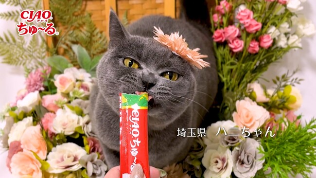 いなばペットフード 「CIAOちゅ~る」新CMパート5動画を公開 2025年春も全国の猫ちゃんたちが出演