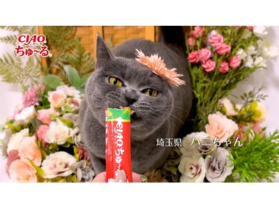 いなばペットフード 「CIAOちゅ~る」新CMパート5動画を公開 2025年春も全国の猫ちゃんたちが出演