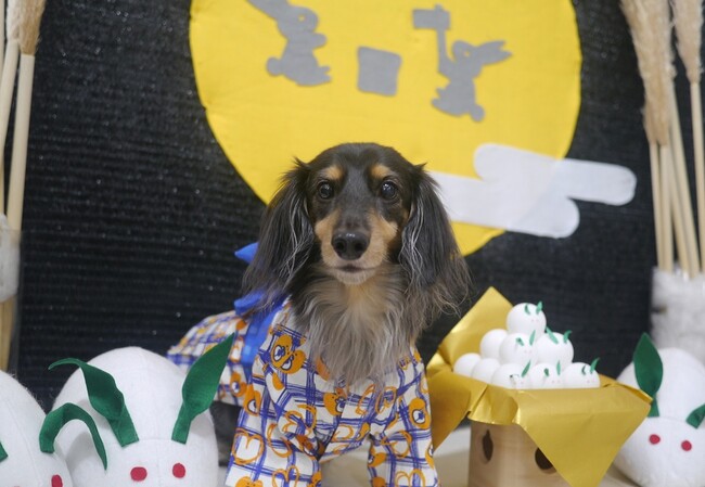 プレスリリース「いなばペットフード　わんちゃん、猫ちゃんの「ハロウィン」写真を大募集！2025年10月カレンダーに採用」のイメージ画像