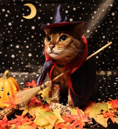 いなばペットフード　2025年11月カレンダー用　わんちゃん、猫ちゃんと「紅葉」のスナップ写真を募集！