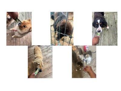 いなばペットフード　ウクライナ犬猫シェルターに第4回目のフード支援を実施