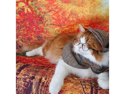 いなばペットフード　わんちゃん・猫ちゃんの 「クリスマス」シーンをパシャリ！2025年12月カレンダー写真を募集