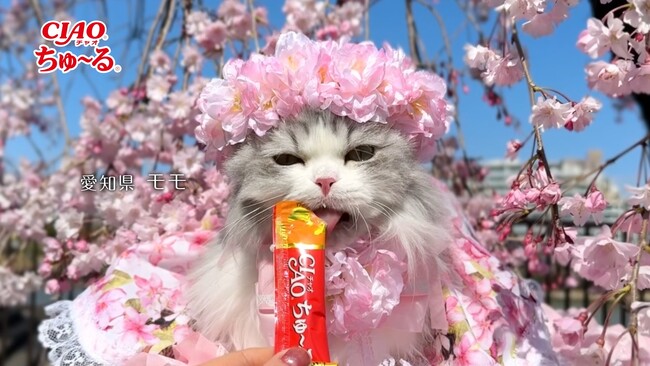 いなばペットフード　全国の猫ちゃんが続々登場！2026年春の「CIAO ちゅ～る」新CM第1弾動画を公開！