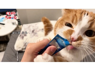 いなばペットフード　「CIAO ちゅ～る」2026年春の新CM第3弾を公開！全国の猫ちゃんが登場