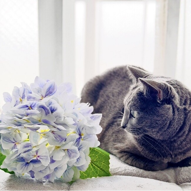 いなばペットフード　わんちゃん・猫ちゃんとの「梅雨の一コマ」 2026年6月カレンダー画像を公開中！