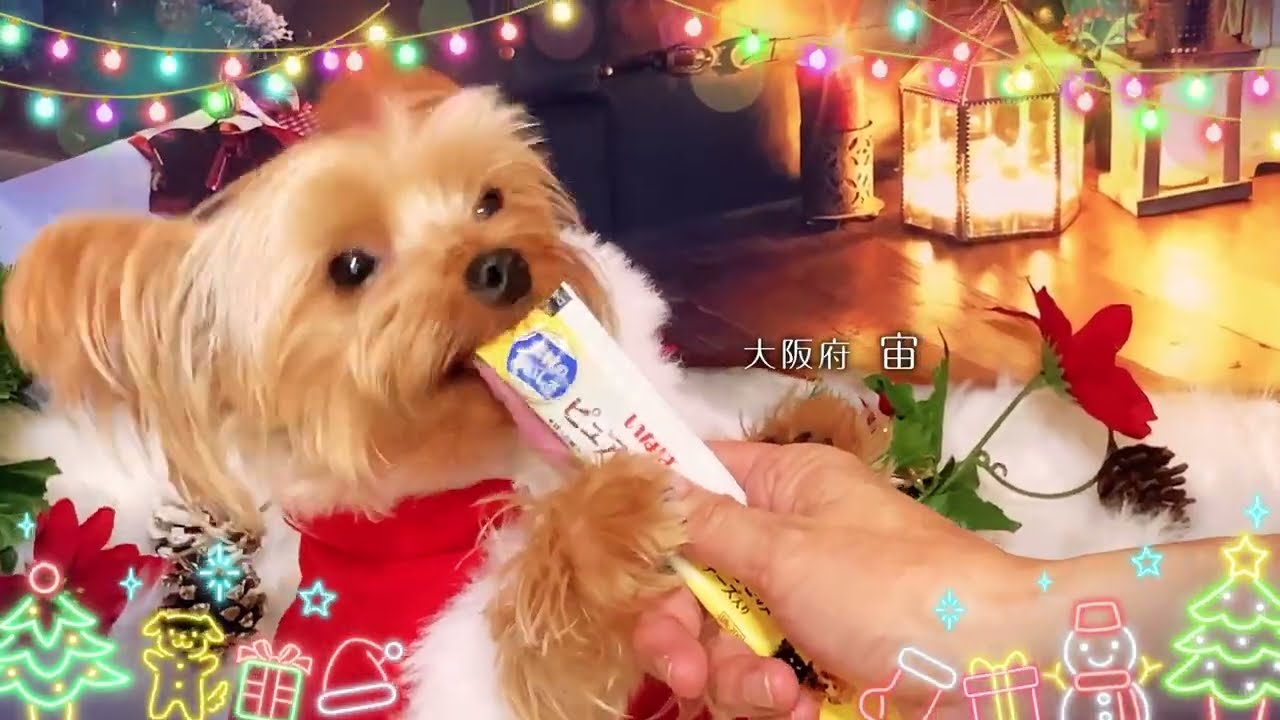 いなばペットフード　クリスマスTVCM出演のわんちゃん、猫ちゃん動画を大募集
